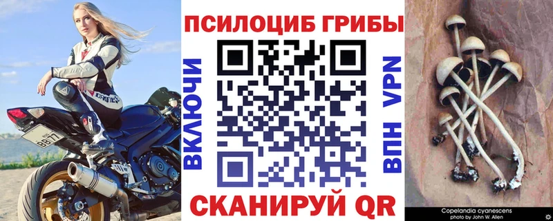 Купить закладки  Слюдянка  Псилоцибиновые грибы Psilocybine cubensis 